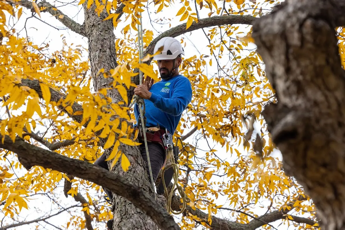 Skilled Tree Pruning crew working in Lamont